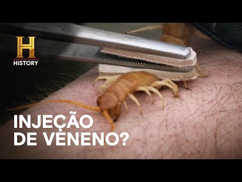 Leia mais sobre o artigo Centopeia é usada como remédio contra veneno | ATAQUE ANIMAL | HISTORY