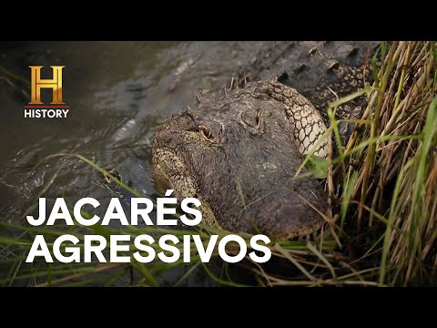 Leia mais sobre o artigo Temporada de caça com crocodilos ameaçadores | MERGULHADOS NO PÂNTANO | HISTORY