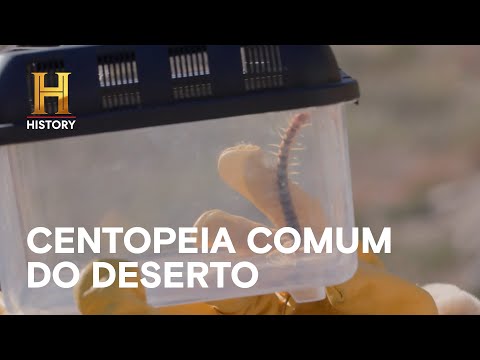 Leia mais sobre o artigo Deserto tem o clima perfeito para as centopeias | ATAQUE ANIMAL | HISTORY