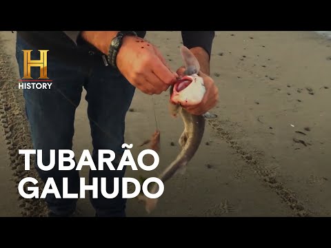 Leia mais sobre o artigo Mordida de tubarão pequeno é menos dolorosa? |  ATAQUE ANIMAL  | HISTORY