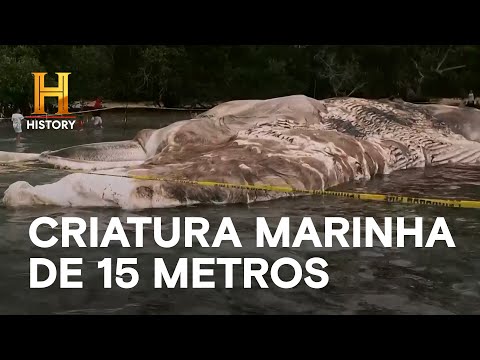 Leia mais sobre o artigo Misteriosa criatura marinha de 15 metros | MISTÉRIOS REVELADOS | HISTORY