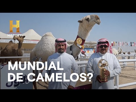 Leia mais sobre o artigo Camelos avaliados em US$ 5 milhões de dólares são exibidos no Catar | O PEREGRINO | HISTORY