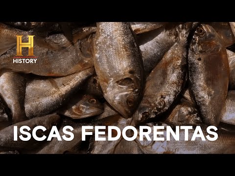 Leia mais sobre o artigo Peixes estragados são iscas perfeitas para jacarés | MERGULHADOS NO PÂNTANO | HISTORY