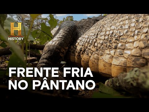 Leia mais sobre o artigo Frente fria afastas os jacarés das armadilhas | MERGULHADOS NO PÂNTANO | HISTORY