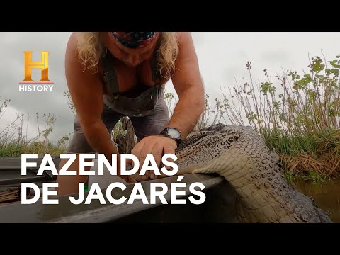 Leia mais sobre o artigo Local cercado por fazendas de jacarés | MERGULHADOS NO PÂNTANO | HISTORY