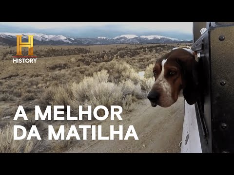 Leia mais sobre o artigo Sem rastros, Jake confia no faro de sua melhor cachorra | HOMENS DA MONTANHA | HISTORY