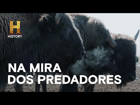 Leia mais sobre o artigo Bisões em campo aberto são alvos para os predadores | HOMENS DA MONTANHA | HISTORY