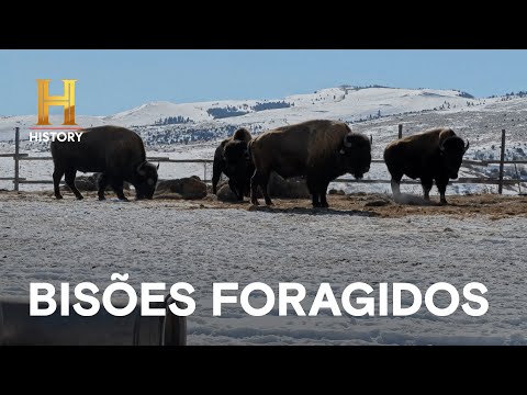 Leia mais sobre o artigo Quilômetros de cerca não são capazes de conter o rebanho | HOMENS DA MONTANHA | HISTORY