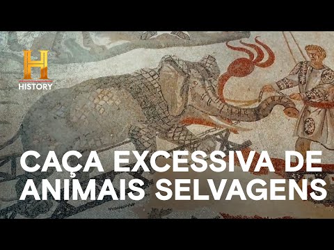 Leia mais sobre o artigo Caça excessiva de animais selvagens | COLISEU | HISTORY