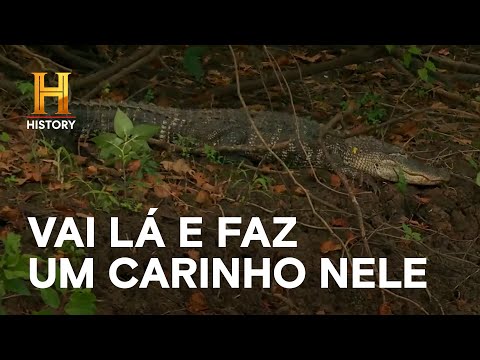 Você está visualizando atualmente Vai lá e faz um carinho nele | MERGULHADOS NO PÂNTANO | HISTORY