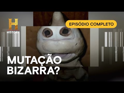 Leia mais sobre o artigo EPISÓDIO COMPLETO: MISTÉRIOS REVELADOS – Tubarão bebê com rosto humano | HISTORY