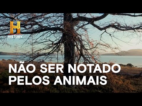 Você está visualizando atualmente Não ser notado pelos animais | SOZINHOS: DESAFIO NO GELO | HISTORY