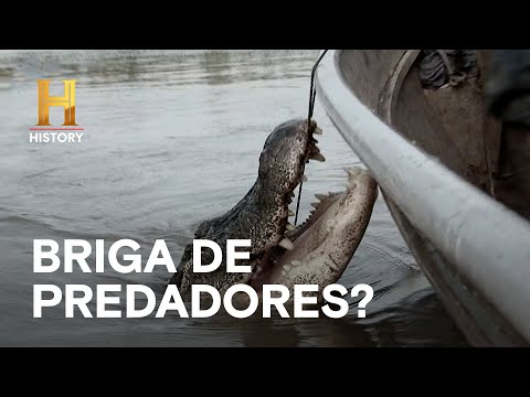 Leia mais sobre o artigo Pântano enfrenta superlotação de jacarés | MERGULHADOS NO PÂNTANO | HISTORY