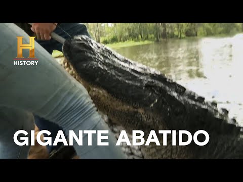 Leia mais sobre o artigo O maior obstáculo da temporada é capturado! | MERGULHADOS NO PÂNTANO | HISTORY