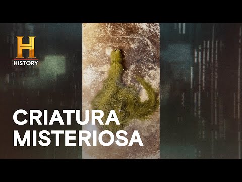 Leia mais sobre o artigo Ninguém sabe o que é essa criatura 😱| MISTÉRIOS REVELADOS | HISTORY